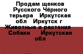 Продам щенков Русского Чёрного терьера - Иркутская обл., Иркутск г. Животные и растения » Собаки   . Иркутская обл.